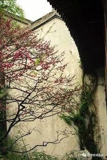 梧桐深院锁清秋,一院清幽，一帘幽梦